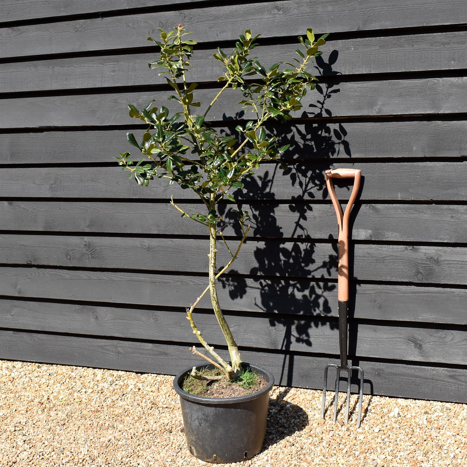 Ilex J.C. Van Tol - 120-130cm - 20lt