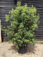 Osmanthus |Sweet olive - 250cm, 130lt