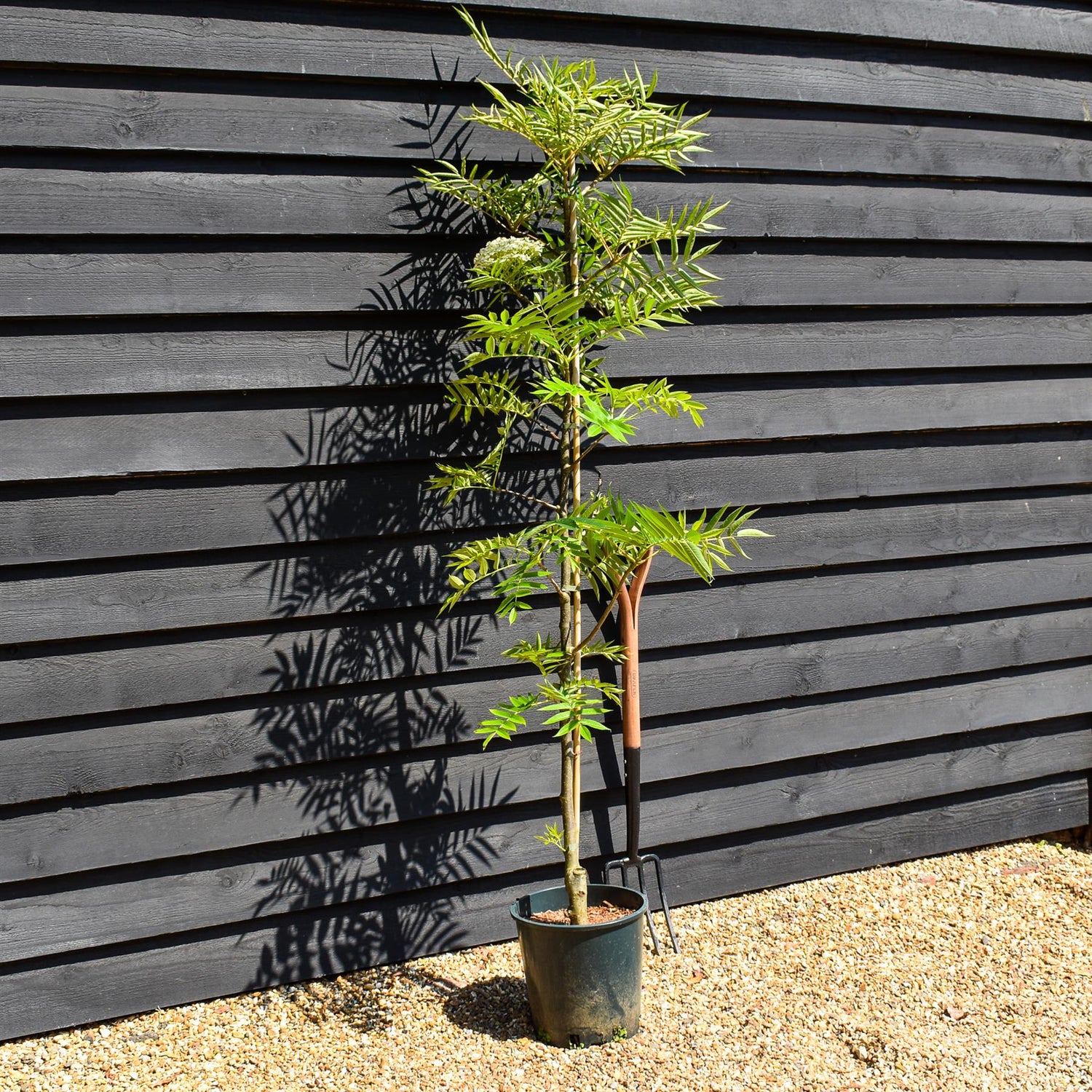 Sorbus commixta Olympic Flame | Scarlet Japanese Rowan - 200-250cm, 10lt