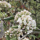 Viburnum burkwoodii | Burkwood viburnum - 30lt