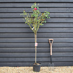Rose 'Geranio' - Clear Stem 80-90cm - Height 130-160cm - 18lt
