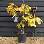 Cercis chinensis Shirobana- Height 90-140cm - Multistem - 12lt
