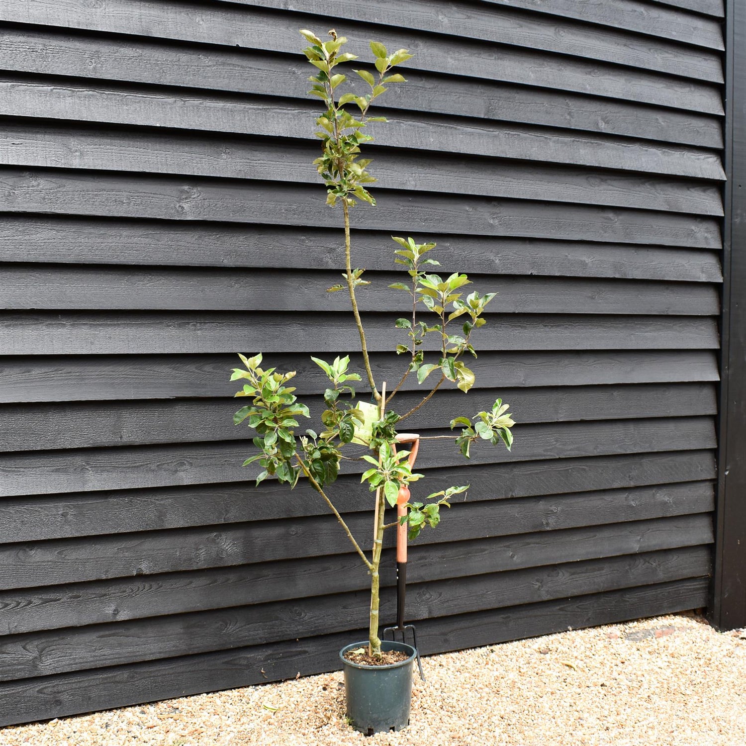 Apple tree 'Discovery' | Malus domestica - 130-140cm - 10lt