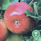 Apple tree 'Lord Lambourne' | Malus domestica - MM106 - Semi-Dwarfing - 150-160cm - 10lt