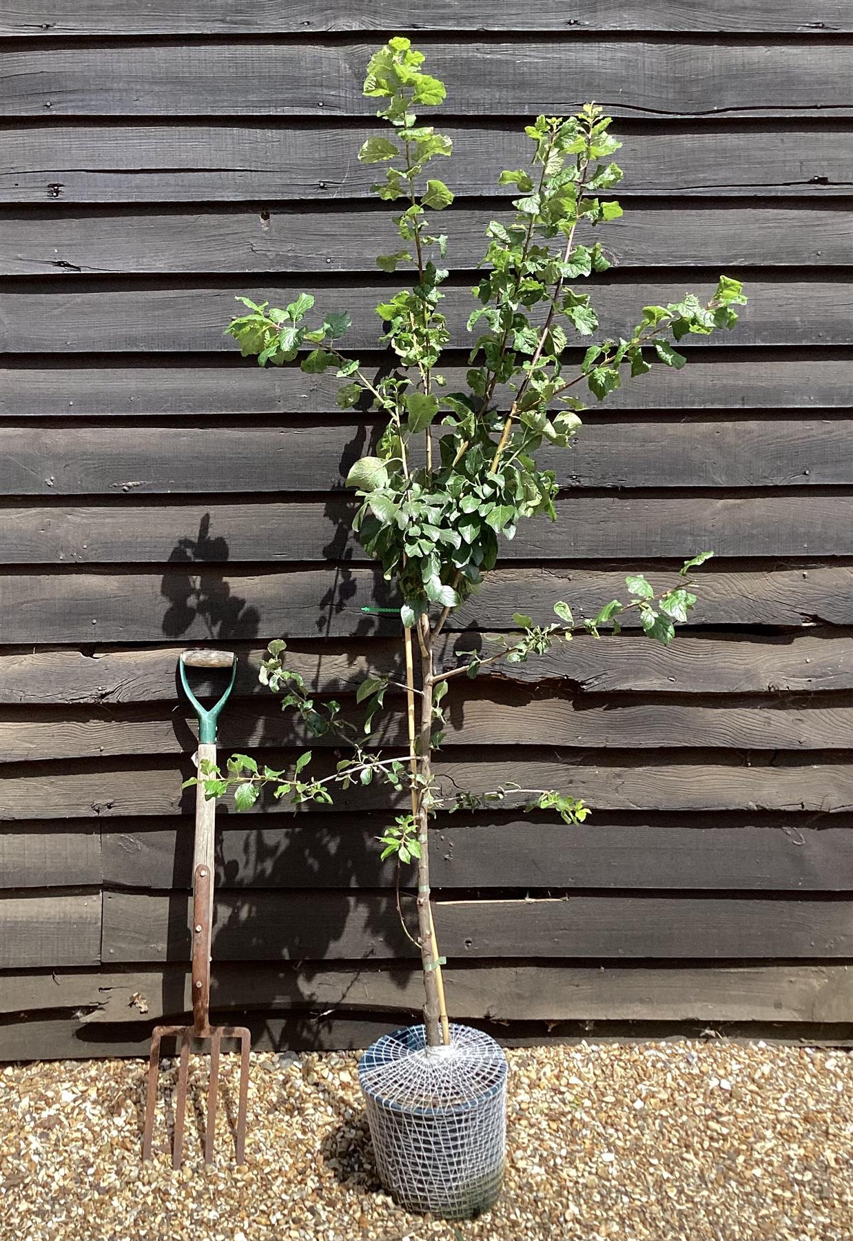 Gage 'Old Greengage' on St. Julian | Prunus domestica - Semi-Vigorous - 150-160cm - 12lt