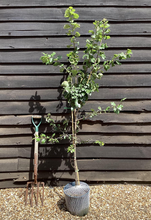 Gage 'Old Greengage' on St. Julian | Prunus domestica - Semi-Vigorous - 150-160cm - 12lt