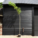 Albizia julibrissin 'Ombrella' | Silk Tree - Clear Stem - Height 250-270cm - Girth 4-6cm - 20lt