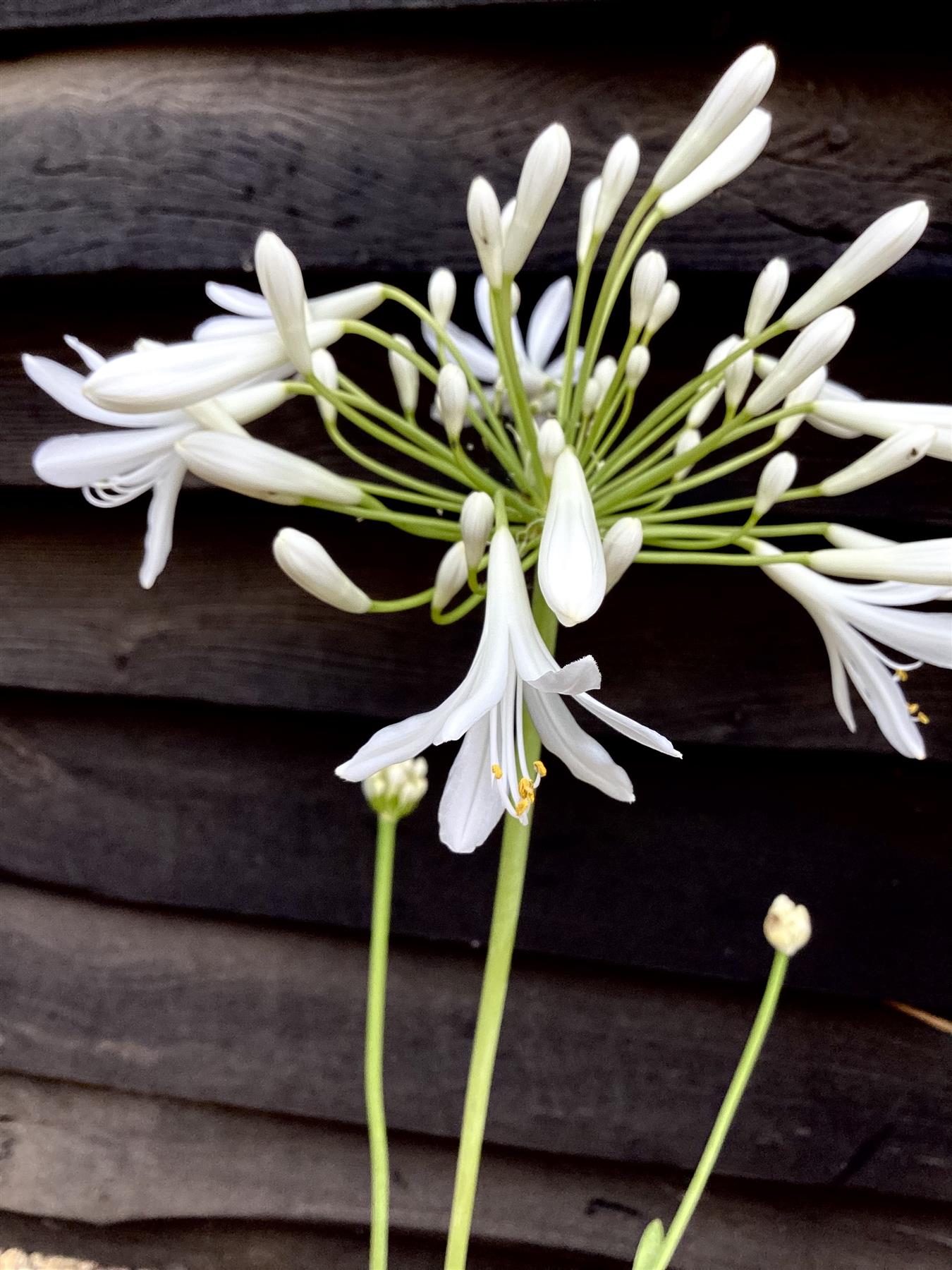 Agapanthus Africanus White | Lily of the Nile - 2lt