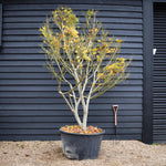 Acer palmatum 'Kogane Nishiki' | Japanese maple Golden Brocade - Specimen Tree - Height 300-320cm - 280lt