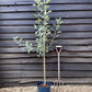 Apple tree 'Laxton's Superb' | Malus domestica - M27 - Ultra-Dwarfing - 130-140cm - 10lt