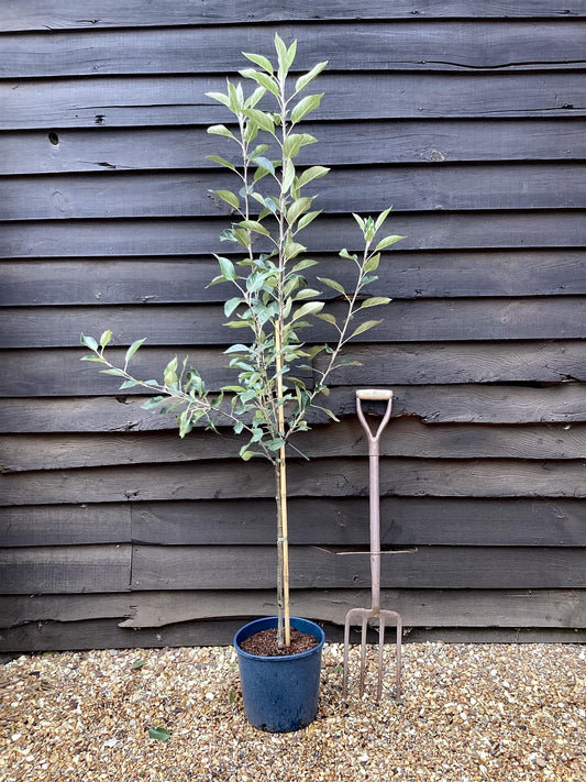 Apple tree 'Laxton's Superb' | Malus domestica - M27 - Ultra-Dwarfing - 130-140cm - 10lt