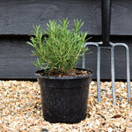 Rosemary | Rosmarinus Officinalis 'Tuscan Blue' - Height 15-25cm - Shrub - 2lt