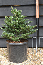 Abies koreana 'Seestern' | Korean Fir - Height 30-40cm - Width 40-50cm - 11lt