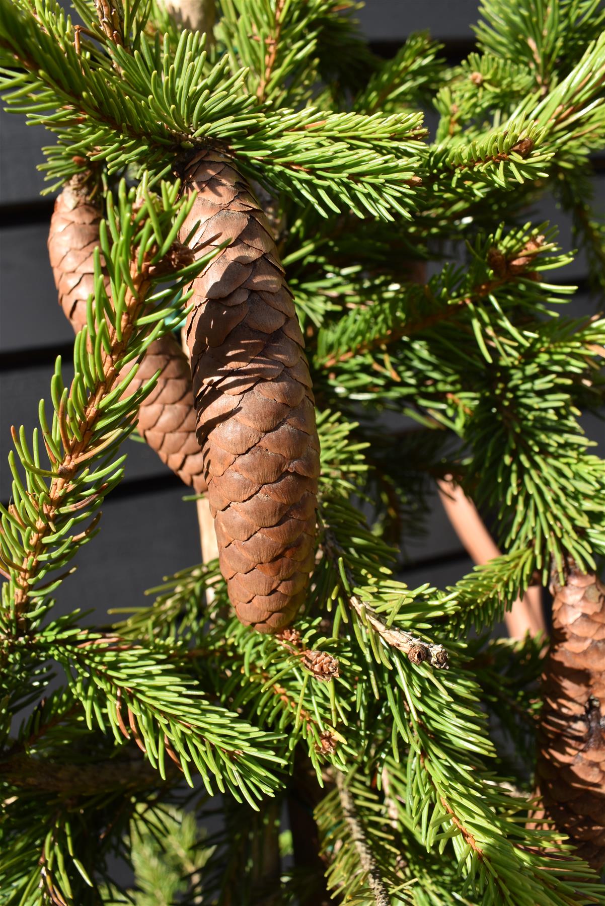 Picea abies 'Inversa' / Pendula| Norway spruce - Height 110-120cm - 35lt