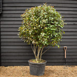 Photinia Red Robin |Parachute -Parachute - Height 190-200 - 130lt