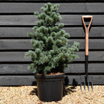 Pinus parviflora 'Negishi' | Japanese white pine - Height 80cm-90cm - Width 50cm-60cm - 20lt
