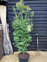 Acer palmatum 'Wilson's Pink Dwarf' | Japanese maple 'Wilson's Pink Dwarf' - 220-230cm, 35lt