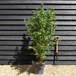 Hibiscus syriacus 'Duc de Brabant' - Red-Pink - Height 120-150cm - 25lt