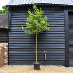 Red Maple | Acer rubrum 'Fairview Flame' - Height 320-350cm - Girth 10-12cm - 45lt