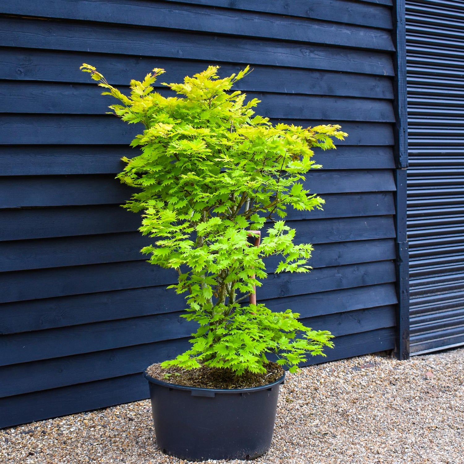 Acer shirasawanum 'Aureum' | Golden Full Moon maple - Bushy - Height 140-150cm - 90lt