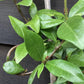Trachelospermum jasminoides | Star of Toscana - Climber - Cane - 50-60cm - 7lt