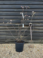 Viburnum x bodnantense 'Dawn' | Arrowwood 'Dawn' - 110-130cm, 25lt