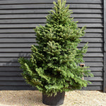 Nordmann Fir  |Abies Nordmanniana - Height 220-250cm - 110-150lt