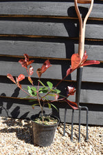 Photinia x fraseri Red Robin - 15-20cm, 3lt