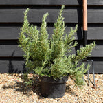 Rosemary | Rosmarinus Officinalis 'Tuscan Blue' - 20-30cm - 5lt