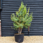 Scots Pine | Pinus sylvestris - Multistem - Height 190-200cm - 140lt