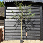 White Flowering Hawthorn Tree | Crataegus Laevigata 'Plena' - Height 200-250cm - Girth 6-8cm - 20lt