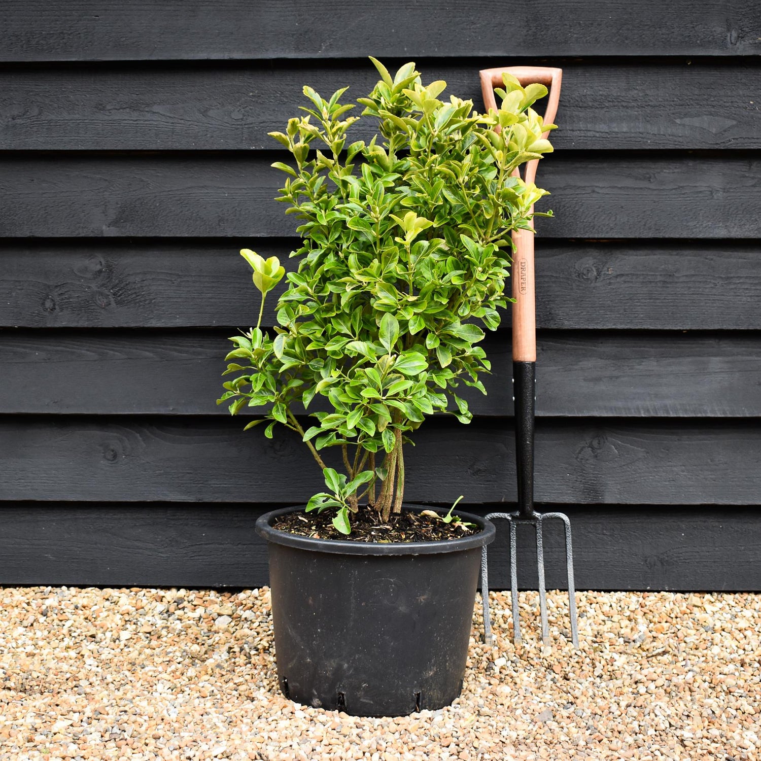 Euonymus Japonicus 'Aureomarginatus' - 100cm, 20lt