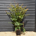 Acer palmatum 'Brown Sugar' - Bushy - Height 230-250cm - 55lt