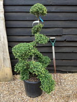 Ilex crenata 'Kinme' - Bonsai - Double Stem - Cloud - Height 130-150cm - 30lt