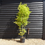 Acer palmatum 'Jordan' | Japanese maple 'Jordan' - Bushy - Height 230-240cm - 35lt