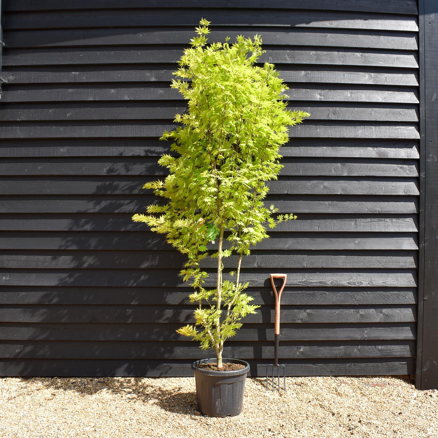 Acer palmatum 'Jordan' | Japanese maple 'Jordan' - Bushy - Height 230-240cm - 35lt