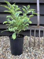 Weigela Florida Varigata - 35-40cm - 3lt