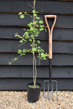 Populus tremula | Aspen - 100-140cm - 3lt