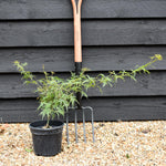 Acer palmatum 'Emerald Lace' | Japanese maple 'Emerald Lace' - 25-45cm - 3lt