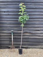 Cherry tree 'Summit' | Prunus avium 'Summit' - 100-120cm - 10lt