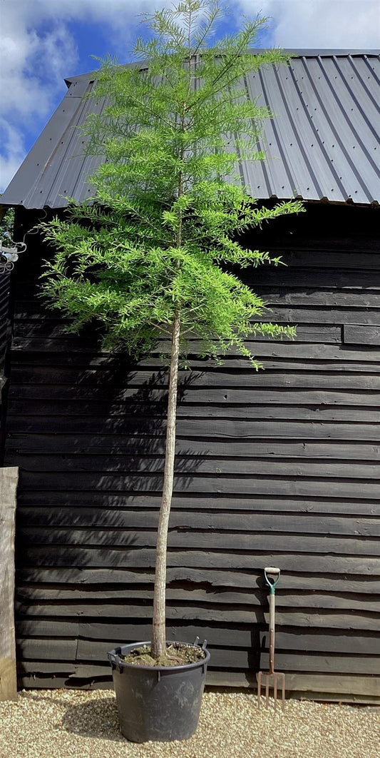 Taxodium distichum | Bald Cypress - Mature Tree - Girth - 25cm - Height 450cm - 110lt