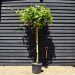 Wisteria brachybotrys 'Iko yama fuji'' - Clear stem 140cm - Girth 10-12cm - Height 200-220cm - 55lt