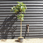Fig - Ficus carica 'Dauphine' - Clear Stem 80-90cm - Height 160-170cm - 10lt