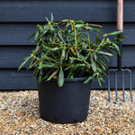 Rhododendron 'Kalinka' - Shrub - Height 60-70cm - 20lt
