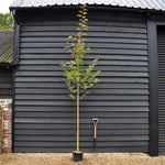 Prunus serrulata 'Beni-Yutaka' - Height 370-390cm - Clear Stem 115cm - Girth 8cm - 10lt