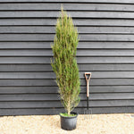 Juniperus scopulorum 'Blue Arrow' - 20lt