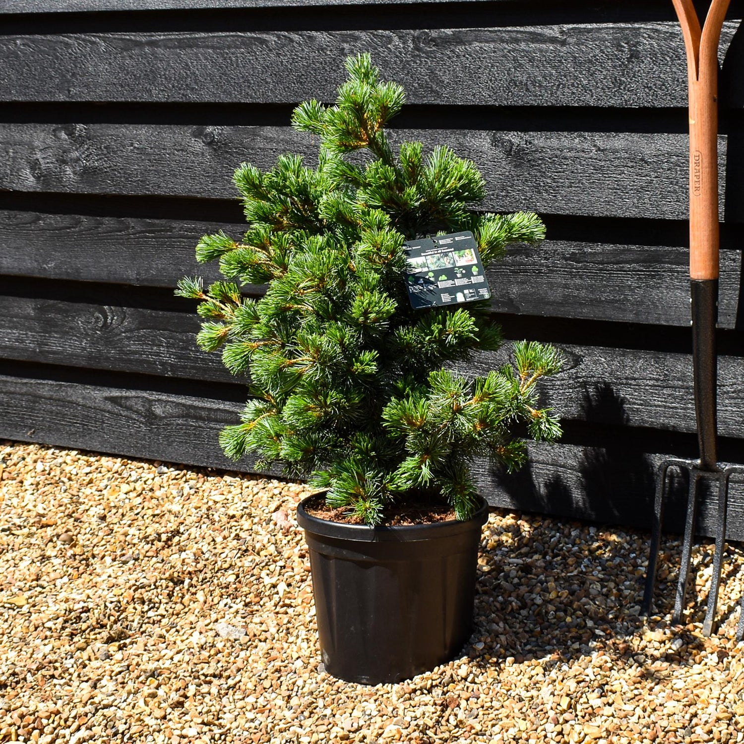 Pinus parviflora 'Negishi' | Japanese white pine - Height 45-55cm - 8lt