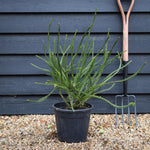 Cryptomeria japonica Araucarioides | Snake Branch Japanese Cedar - Height 60-70cm - 10lt