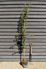 Malus brevipes 'Wedding Bouquet' | Crab Apple Tree - Height 170-190cm - 12lt