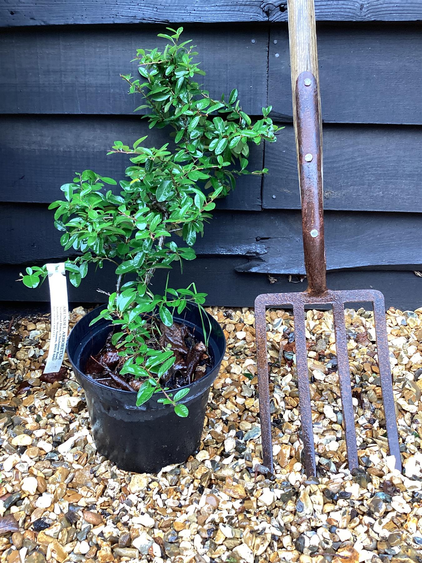 Pyracantha Mohave - 25-50cm, 5lt